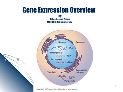 Regulation Of Gene Expression