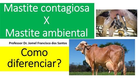 Como Diferenciar Mastite Contagiosa Da Ambiental Mamite Gadodeleite