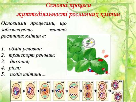 Рослинна клітина - презентация онлайн