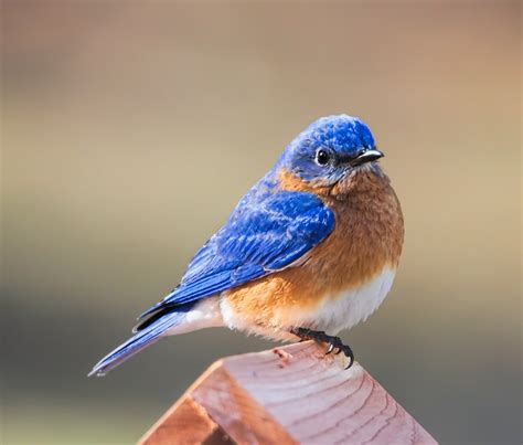 Backyard Birds Of Kansas Bird Watching Academy