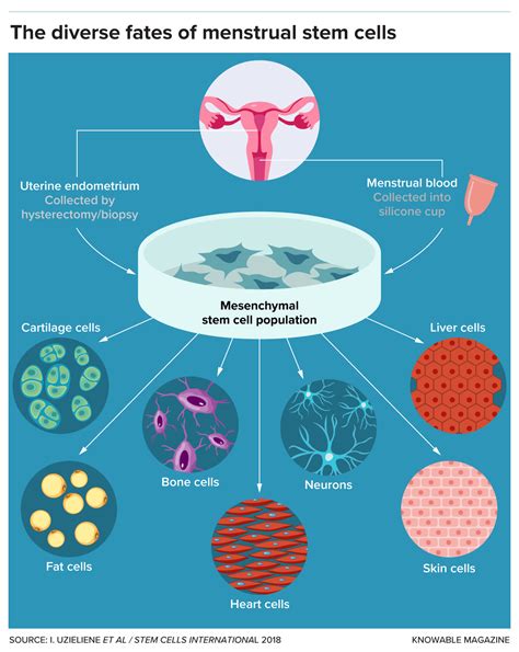 Stem Cells From Menstrual Blood Could Yield New Therapies And