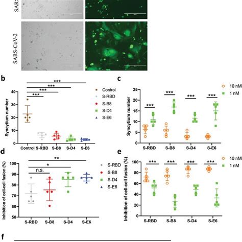 Inhibition of syncytium formation by the antibodies. a) Representative ...