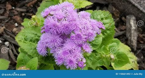 Purple Cluster Flowers Stock Photo Image Of Purple