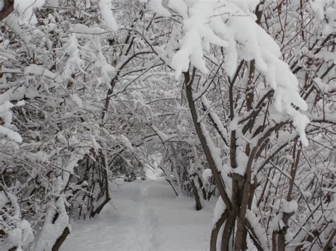 Tunnel of trees in the winter | Beautiful tree, Outdoor, Tree