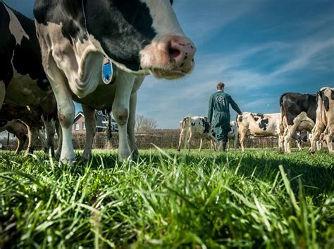 De Stikstofcrisis Dit Is Waarom De Boeren Zo Boos Zijn