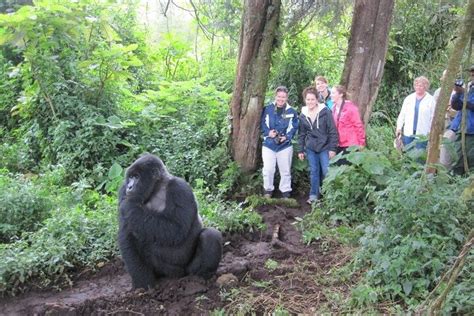 Tripadvisor Tage Gorilla Trekking Bunyonyi See Und Ruanda