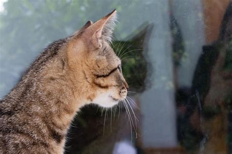 Gatito Gris Mira Cuidadosamente Por La Ventana Foto Premium