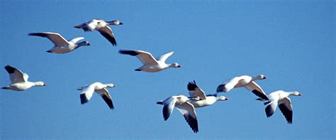 Snow Geese Migration Photograph by Jerry Griffin - Pixels