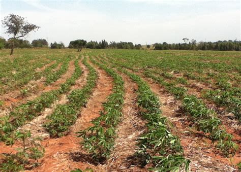 Orienta O Para O Plantio De Mandioca Recomenda Sistema De Plantio