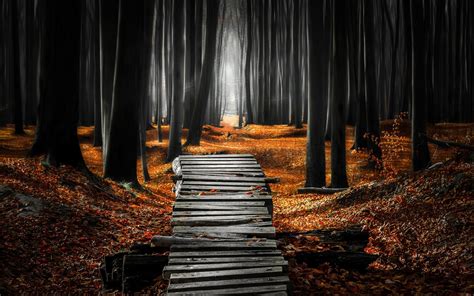 Fond d écran lumière du soleil des arbres paysage forêt tomber