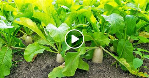 How To Growing White Radish From Seeds Till Harvest But Few People