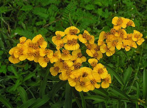 Tagetes lucida (Mexican Marigold, Mexican Mint Marigold, Mexican ...