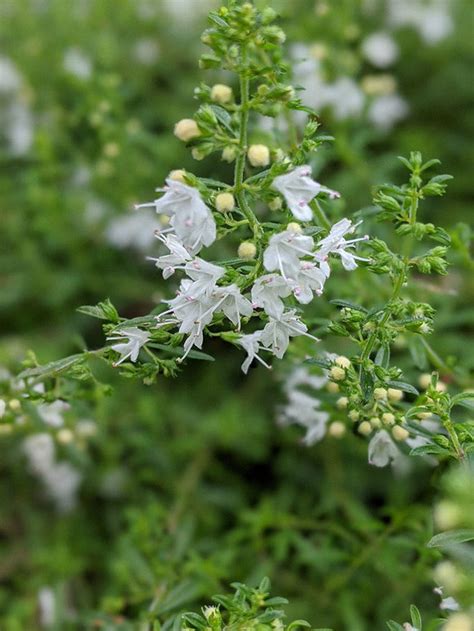 Organic Winter Savory Satureja Montana Plant Herb Cottage