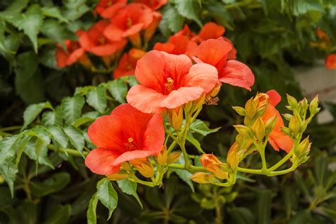 Flores que atraen a los colibríes y qué características tienen Me lo