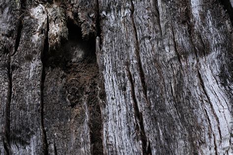 400000以上の無料old Tree Designand自然画像 Pixabay