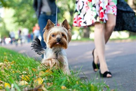 Клички для собак девочек популярные. Интересные и самые популярные ...