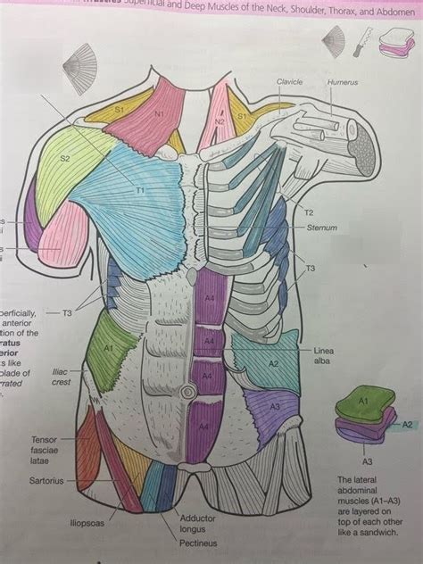 Lab Exam 2 Superficial And Deep Muscles Of The Neck Shoulder Thorax