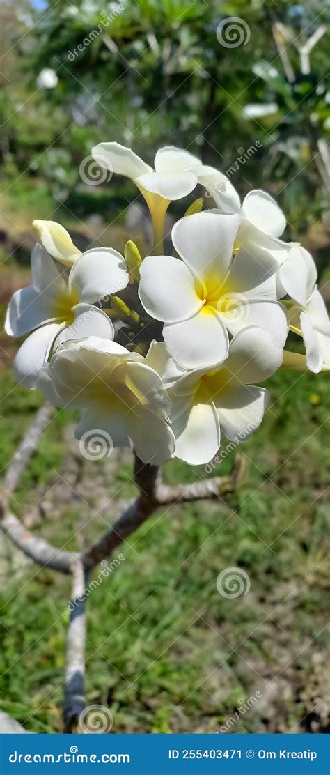 Frangipani Flower Stock Image Image Of Garden Frangipani 255403471