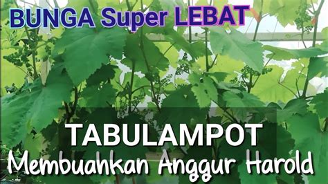 Membuahkan TABULAMPOT Anggur SUPER LEBAT YouTube