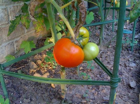 Tomato Flickr