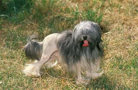 Are Lowchen Hypoallergenic Dogs Everything You Need To Know