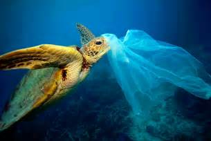 Dec 11 Turtles Are Choking On Our Plastic Trashincluding Plastic