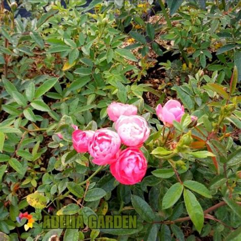 Jual Tanaman Mawar Rambat Pink Pink Climbing Rose Shopee Indonesia