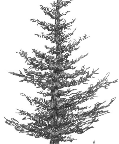 3 2 A2 Squirkle A Realistic Spruce Tree Drawspace