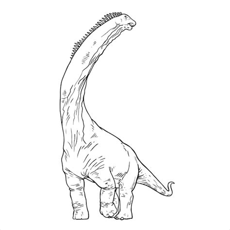 Brachiosaurus Strichzeichnungen Dinosaurier Malseite Brachiosaurus