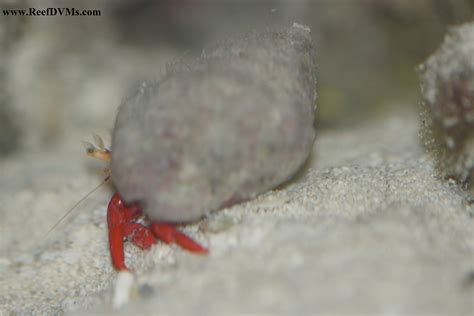 Scarlet Reef Hermit Crab Reef Dvms