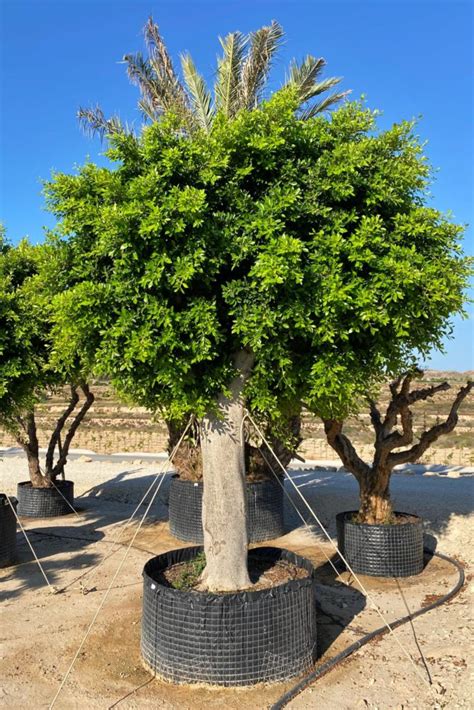 Ficus Nítida Ejemplar Ficus Benjamina Illici Plants