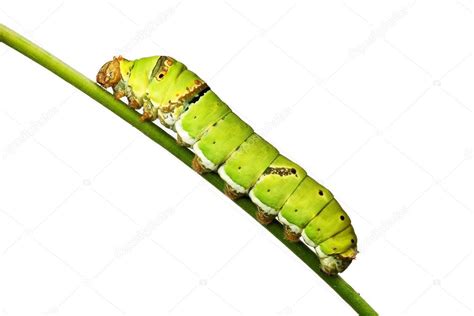 Worm Butterfly — Stock Photo #38876189