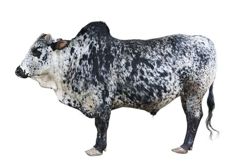 Zeboe stock afbeelding. Image of bult, huisdieren, zoogdier - 31161255