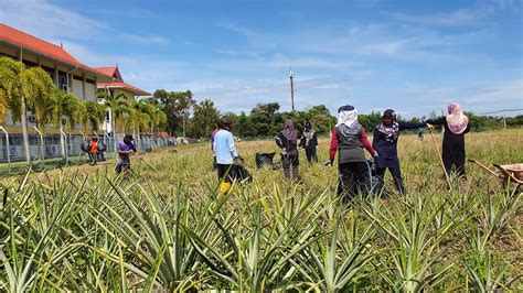 Gotong Royong Membersihkan Tapak Projek Nanas Md Uitm Cawangan