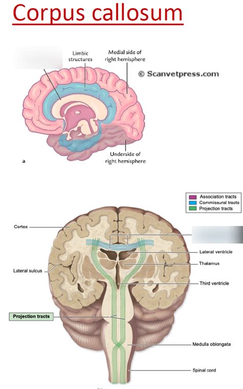 Corpus Callosum Diagram Quizlet