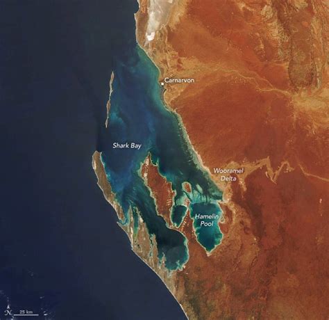 Australias Shark Bay Contains Largest Beds Of Seagrasses In The World