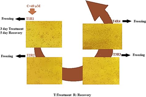 Cell Morphology Of Regorafenib Resistant Ls Cell Line At The End Of