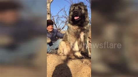 Chinese Mountain Dog