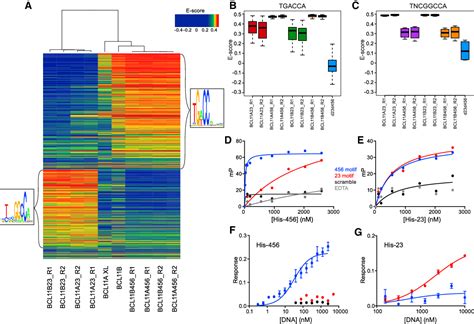 Figure From Direct Promoter Repression By Bcl A Controls The Fetal