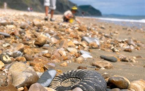 Ammonite Fossil On Beach At Lyme Regis Dorset Uk Lyme Regis Dorset British Isles