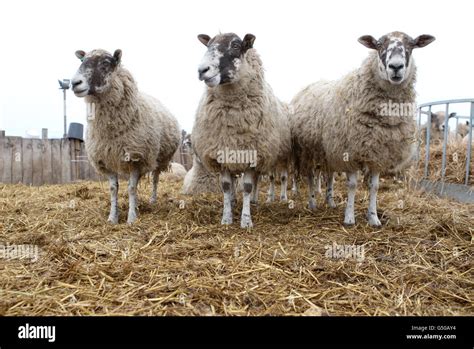 Schmallenberg Virus High Resolution Stock Photography And Images Alamy