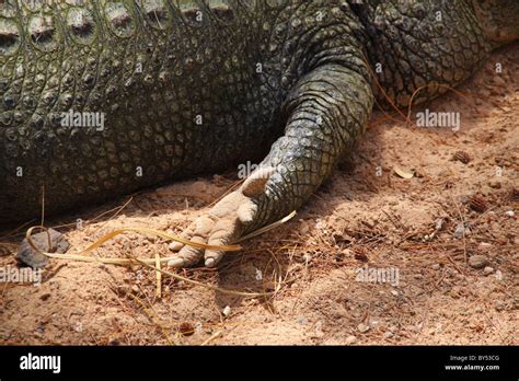 Crocodile Leg Lying On Sand Stock Photo Alamy