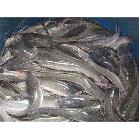 Jual Ikan Lele Segar Kg Shopee Indonesia