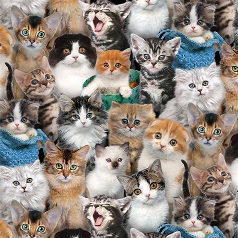 Multi Cats And Kitten Breeds Elizabeths Studio 7619 Cute Animals Cat