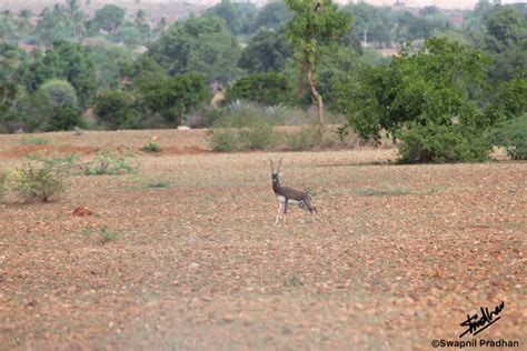 Dana Nature Reserve A Hidden Gem Of Nature History And Culture In Jordan