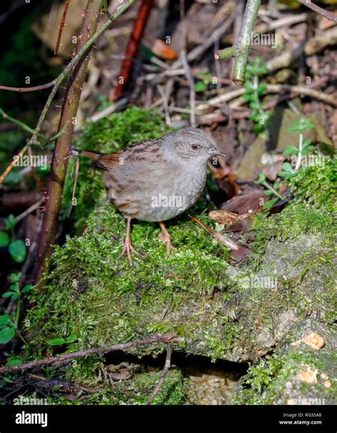 Dunnock breeding plumage hi-res stock photography and images - Alamy