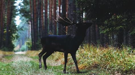 Black Fallow Deer - Tumblr Gallery