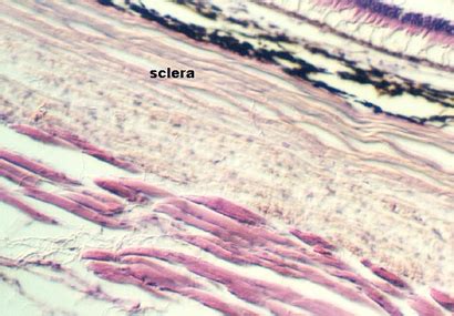 Sclera Histology Labeled