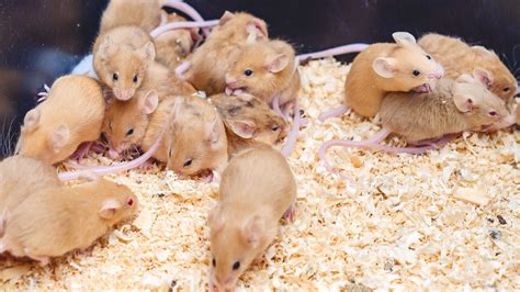 The Pros and Cons of Breeding Your Own Mice - Vision Products