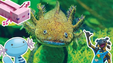 Axolotls In Peril Biology Article For Students Scholastic Science